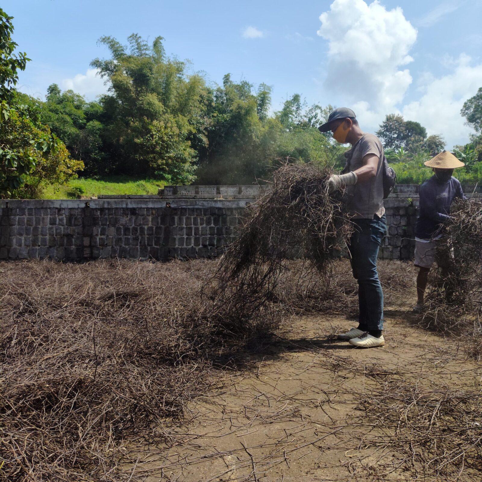 Dried black cincau being handled at our open-air drying yard